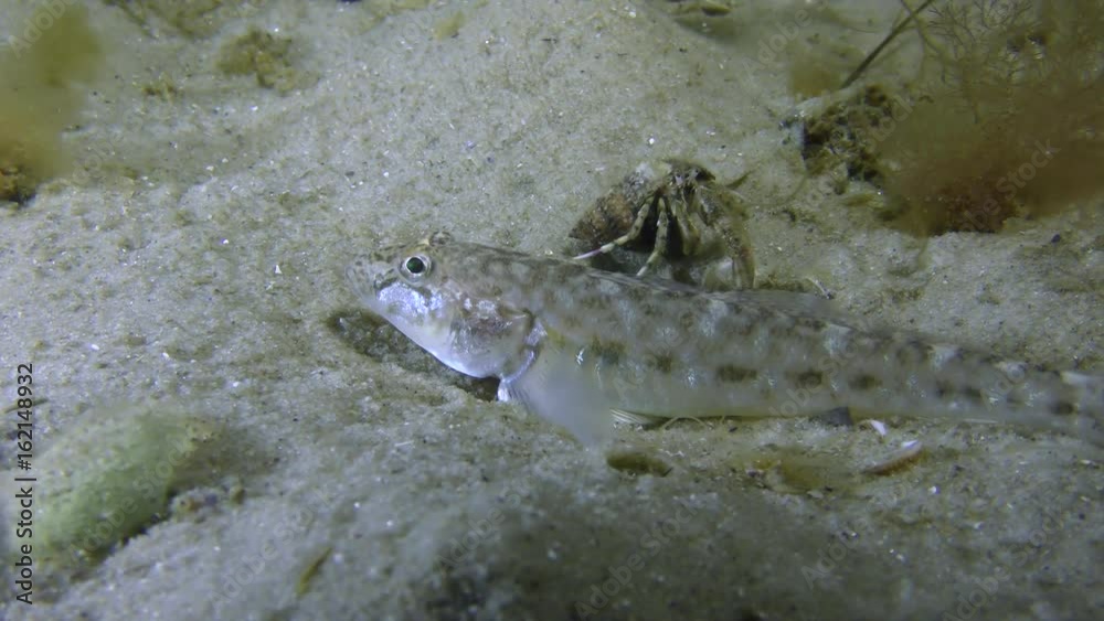 Fish Sand goby or Monkey goby (Neogobius fluviatilis) something catches and eats.
Fish Sand goby or Monkey goby (Neogobius fluviatilis) something catches and eats.