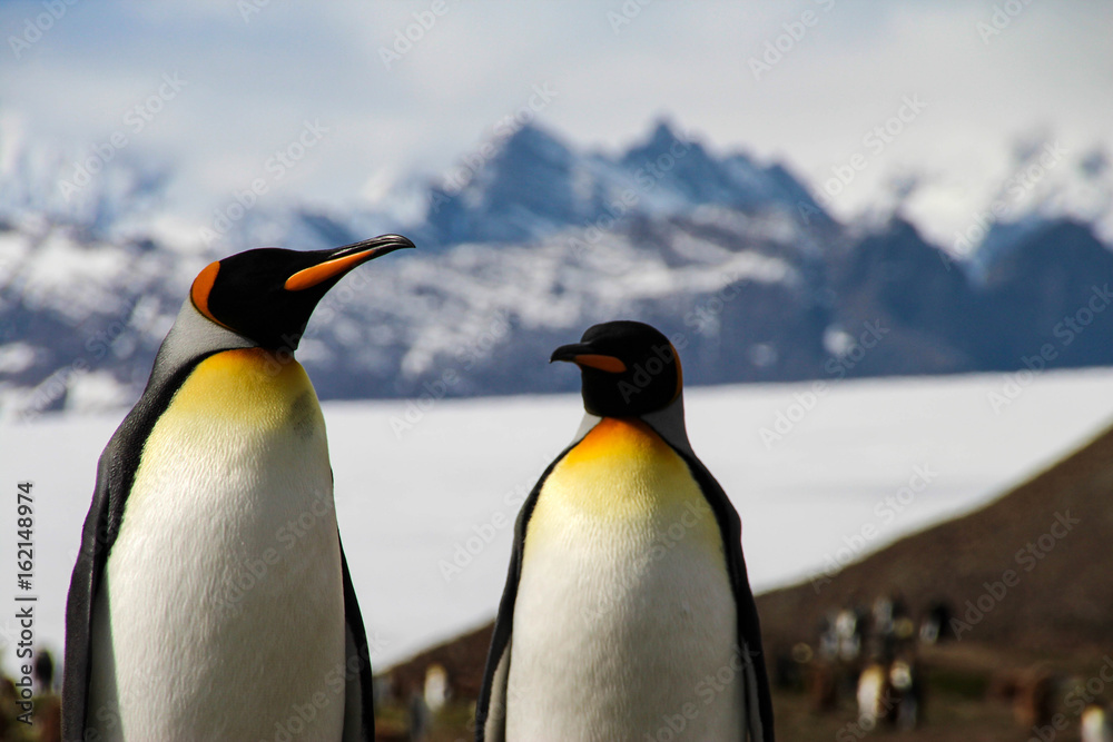 Fototapeta premium King penguins in Fortuna Bay, South Georgia, Antarctica