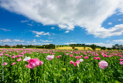 Mohnblüte Grandenborn am Hohen Meissner photo