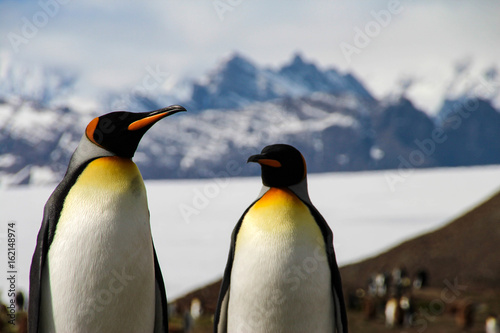 King penguins in Fortuna Bay  South Georgia  Antarctica