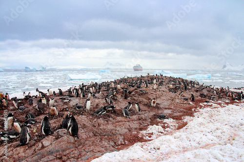 Penguins on Cuverville Island, Antarctica