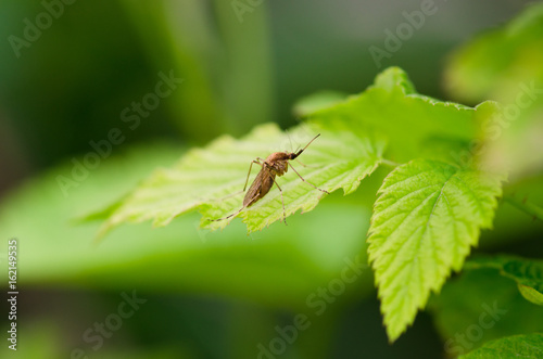 A mosquito sits on a leaf
