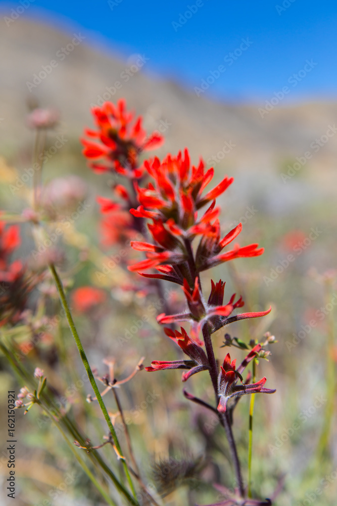 Red flowers in spring bloom of DeathValley