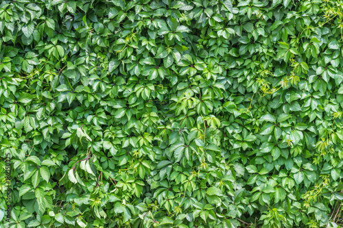 Background from a green climbing plant