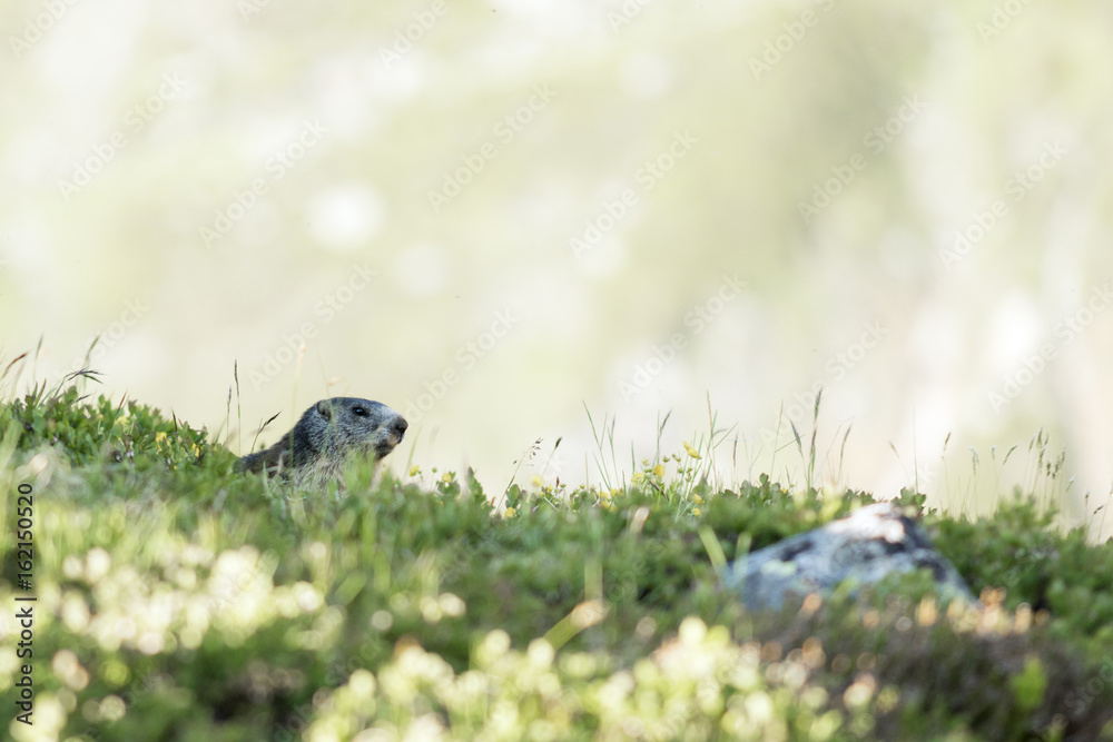 Murmeltier vor seinem Bau auf einer Alpenwiese in der Schweiz Murmeltier vor seinem Bau auf einer Alpenwiese in der Schweiz