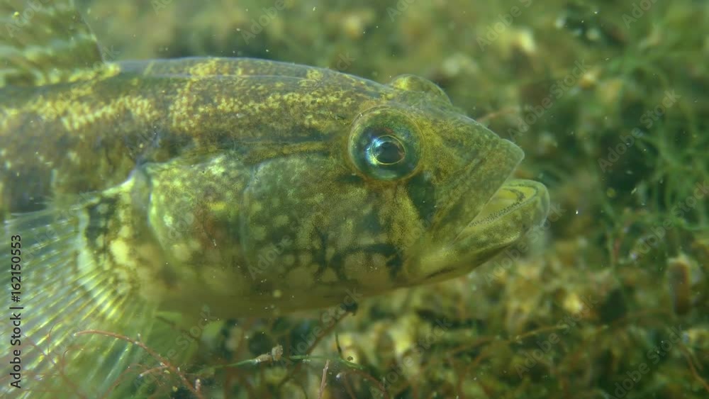 Grass goby (Zosterisessor ophiocephalus), portrait, side view.
Grass goby (Zosterisessor ophiocephalus), portrait, side view.