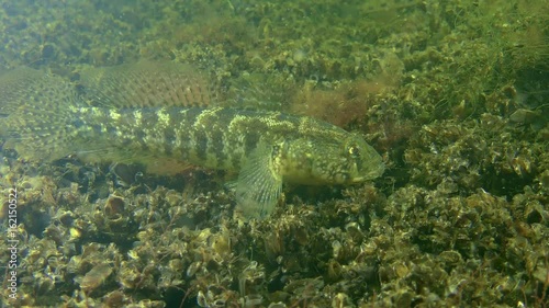 Fish Grass goby (Zosterisessor ophiocephalus) something catches and eats.
 photo