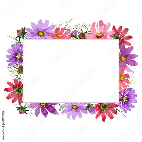 Wildflower kosmeya flower frame in a watercolor style isolated.