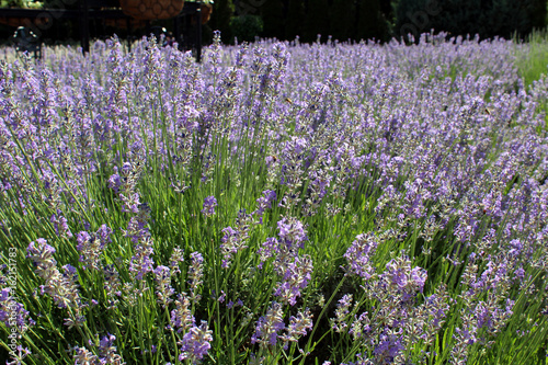 Field of Lavender flowers