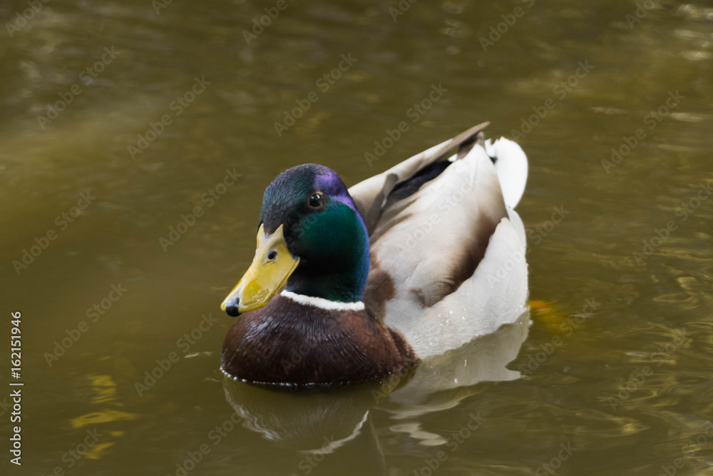 Obraz premium Duck floating in a pond