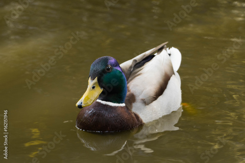 Duck floating in a pond