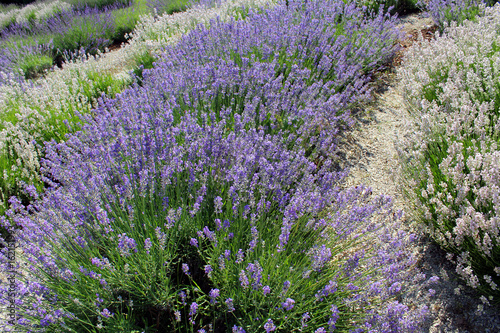 Field of Lavender flowers