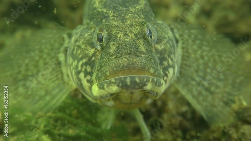 Grass goby (Zosterisessor ophiocephalus) opens the mouth wide, front view, close-up.
 photo