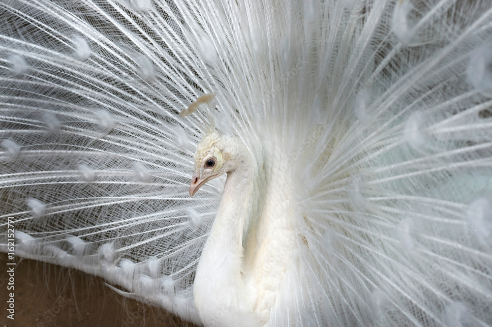 Naklejka premium White peacock close-up