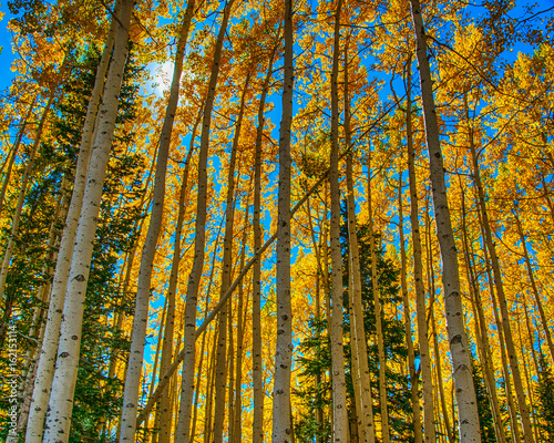 Aspens in fall, Colorado