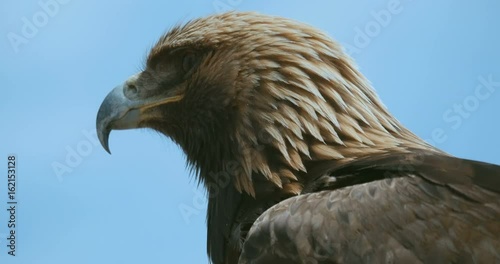 golden eagle aquila chrysaetos close up