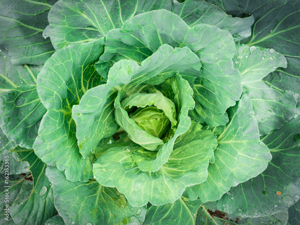 Close up center of organic fresh cabbage on top view. Close up center of organic fresh cabbage on top view.