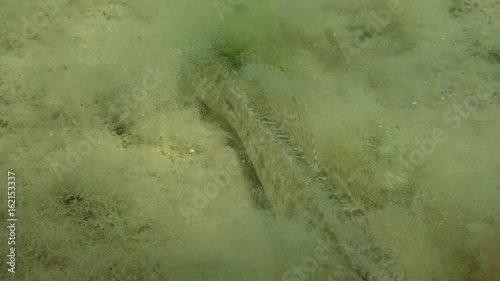 Grass goby (Zosterisessor ophiocephalus) on sandy shallows, wide shot.
 photo