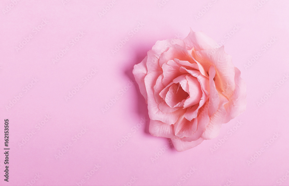Pink rose head isolated on pastel pink background. Flat lay. Copy space. Top view