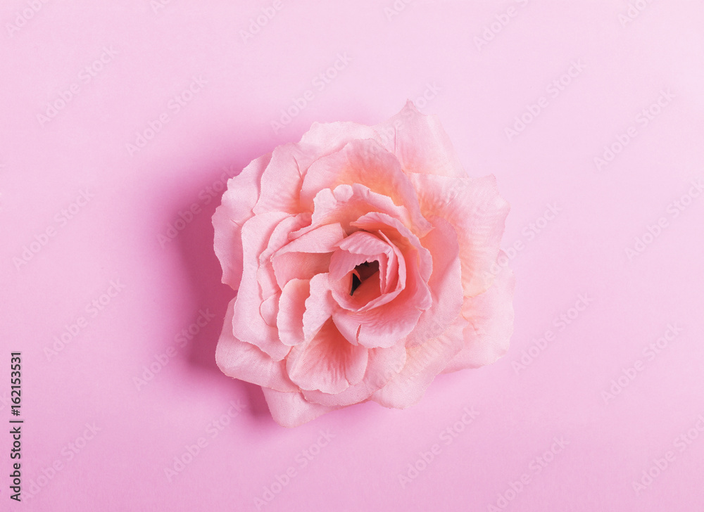 Pink rose head isolated on pastel pink background. Flat lay. Copy space. Top view Pink rose head isolated on pastel pink background. Flat lay. Copy space. Top view