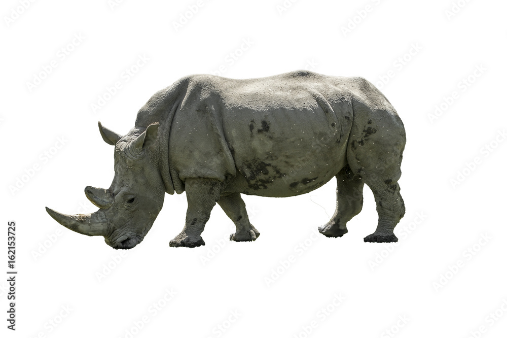 Fototapeta premium Nashorn freigestellt