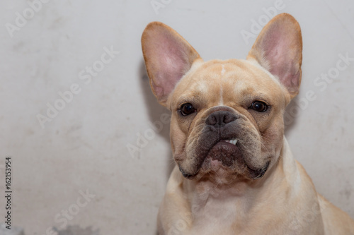 Cute French bulldog is sitting on the floor