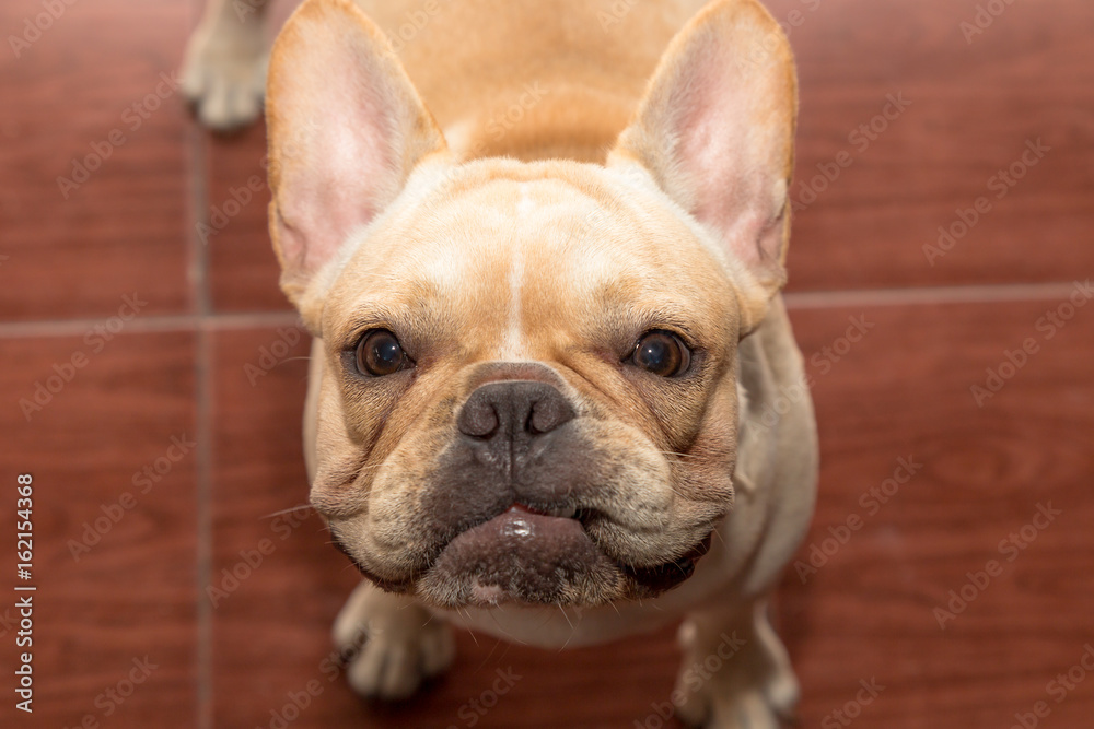 Close up cute french bulldog animal