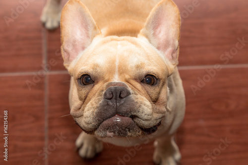 Close up cute french bulldog animal © teerawutbunsom
