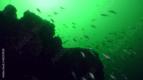 A large number of young fish Bluefish (Pomatomus saltatrix) in the water column.
 photo