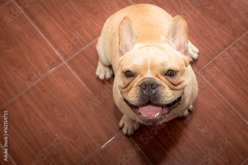 Closed up french bulldog face lovely pet in the family © teerawutbunsom