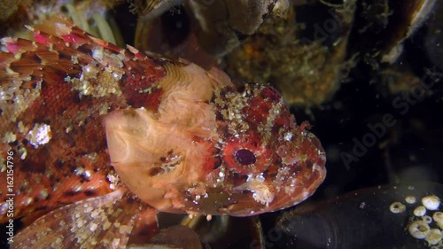 Brightly colored bottom fish Black scorpionfish (Scorpaena porcus), portrait.
 photo