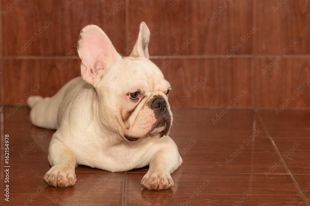 French bulldog is sleeping and playing French bulldog is sleeping and playing