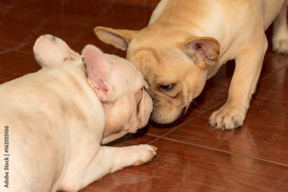 Cute French bulldog is sitting on the floor Cute French bulldog is sitting on the floor