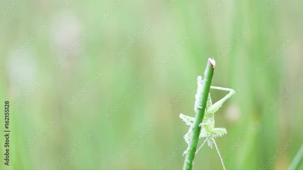 an green grasshopper
an green grasshopper