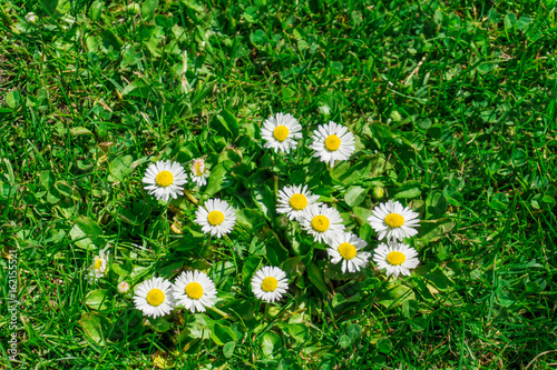 Daisy on a green meadow in summer