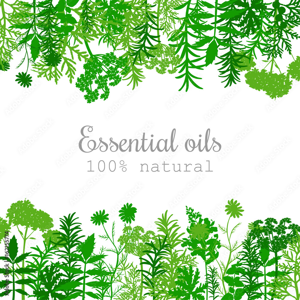 Popular essential oil plants label set in green. Flat