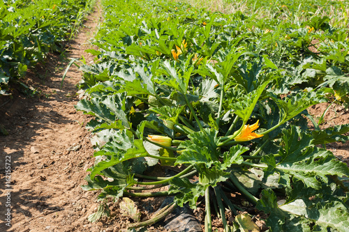 Field of zucchini (courgette) plants before the harvest . photo