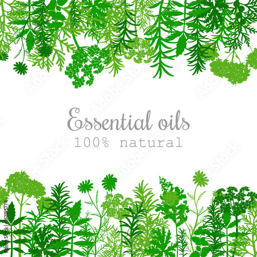 Popular essential oil plants label set in green. Flat