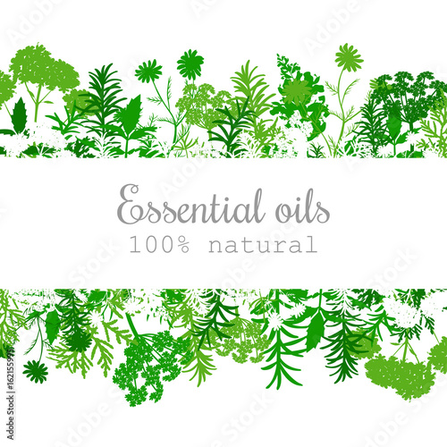 Popular essential oil plants label set in green.