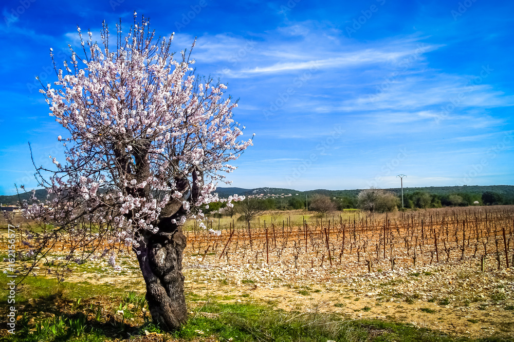 Spring in the countryside