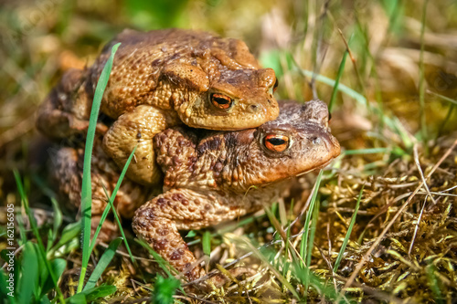 Mating Frogs in spring