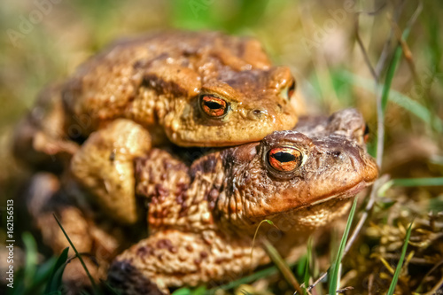 Mating Frogs in spring