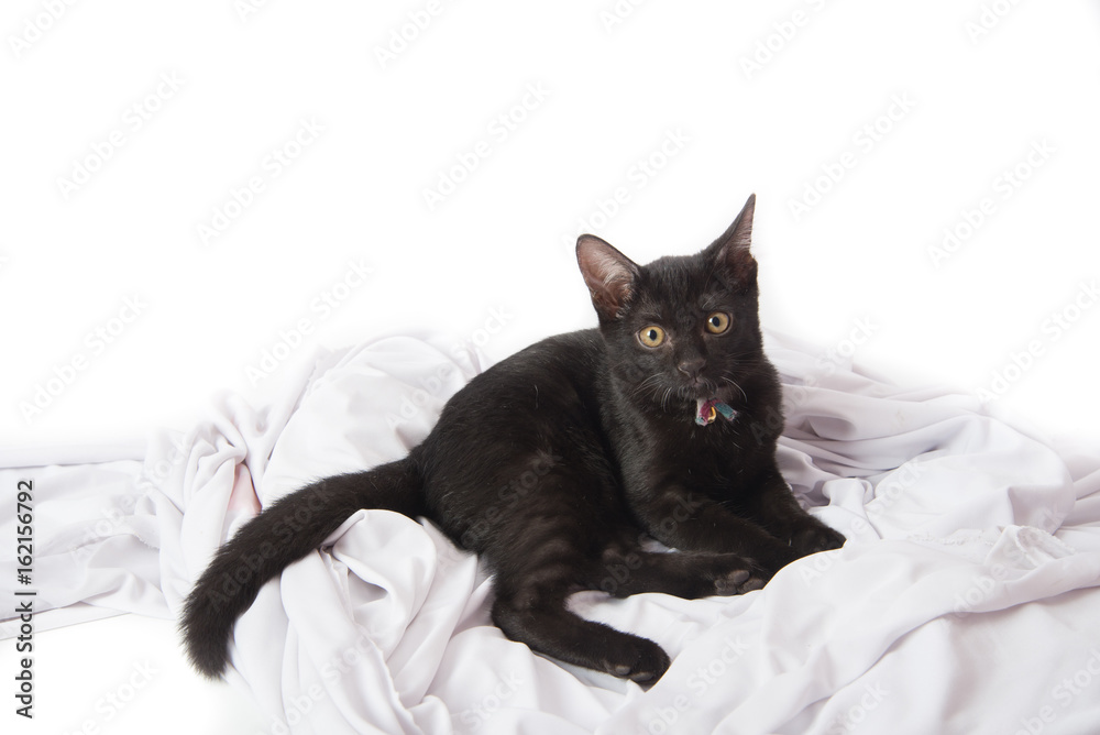 Fototapeta premium Close up black kittle cat on white background