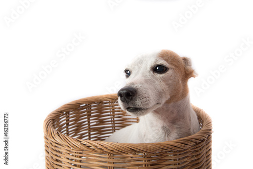 Close up of jack russel dog in the basket