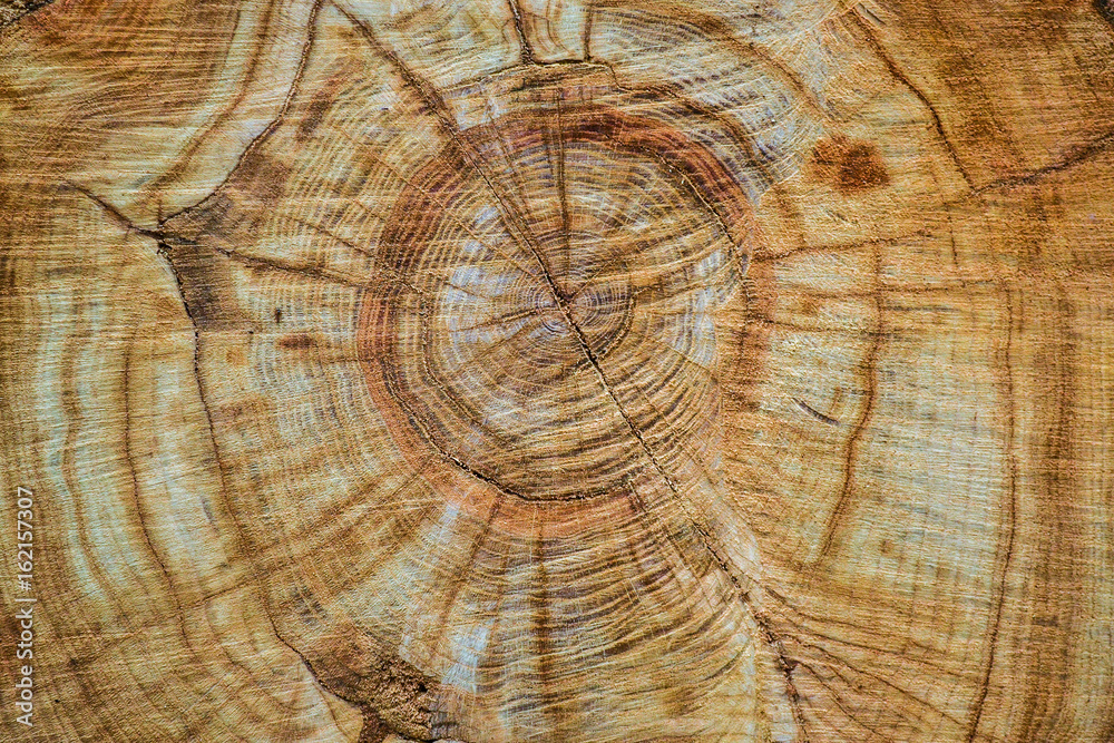 Naklejka premium Sawing of wood close up. Background and texture of wood