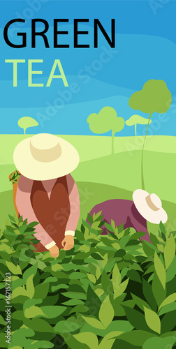 green tea. tea pickers