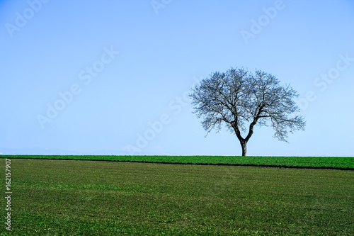 Single Tree in the field