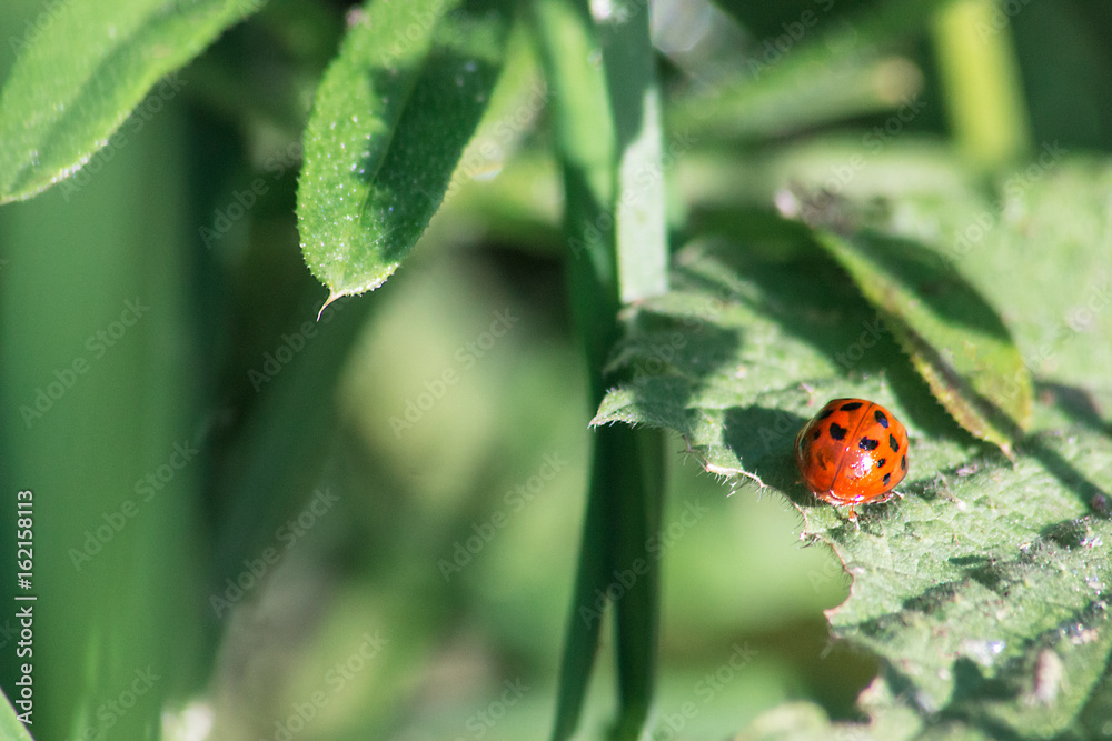 Ladybird on a leaf against a background of green Ladybird on a leaf against a background of green