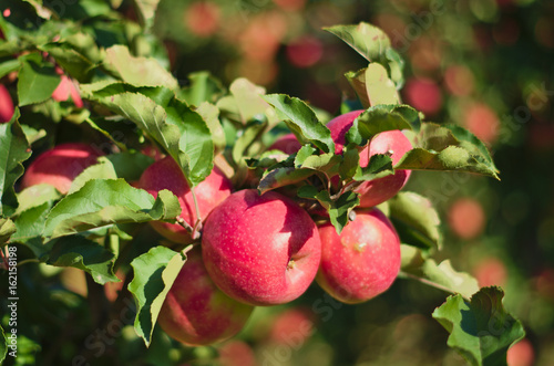 Red apples burnt by sun