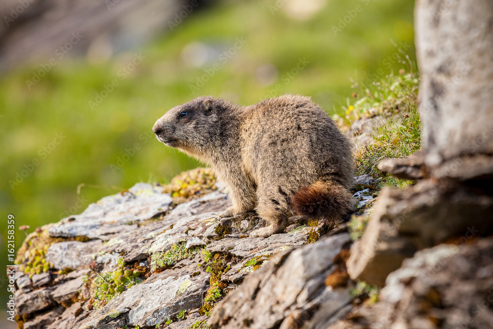 Une Marmotte Une Marmotte